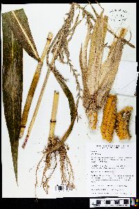 Zea mays image