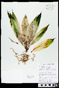 Dracaena trifasciata image