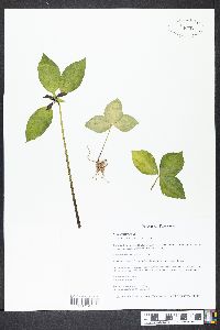 Trillium recurvatum image