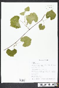 Vitis rotundifolia image