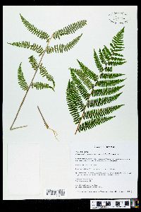 Athyrium filix-femina var. asplenioides image