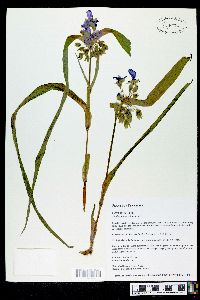 Tradescantia subaspera image