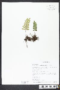 Pleopeltis polypodioides image