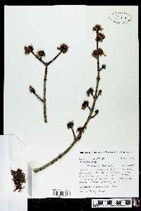 Acer drummondii image