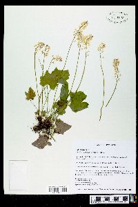 Tiarella cordifolia image