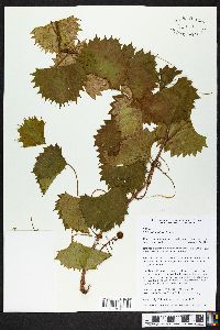 Vitis rotundifolia image