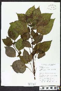 Perilla frutescens image