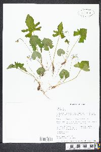 Viola palmata image