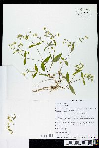 Stellaria pubera image