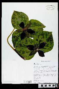 Trillium cuneatum image