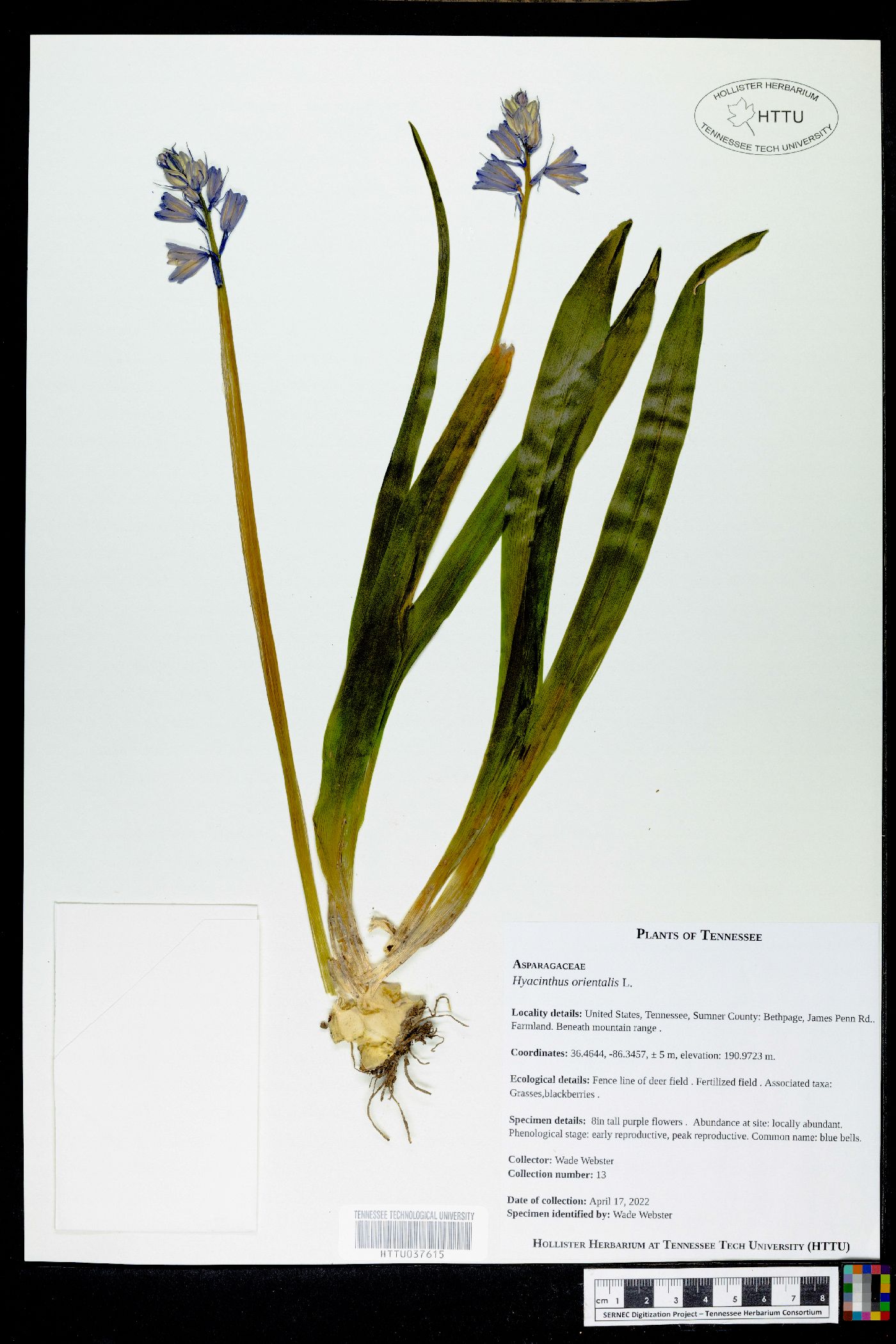 Hyacinthus orientalis image