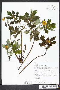 Stylophorum diphyllum image