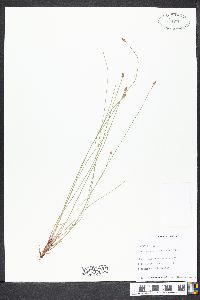 Eleocharis ovata image