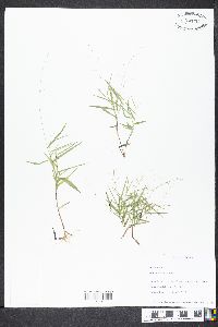 Panicum dichotomum image