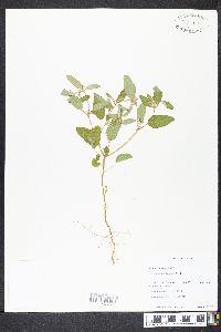 Croton monanthogynus image