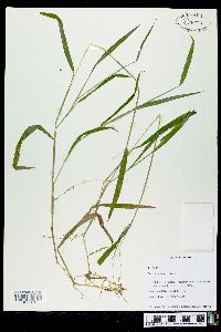 Leersia virginica image