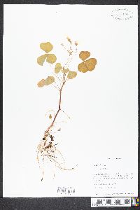 Oxalis grandis image