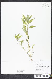 Parietaria pensylvanica image