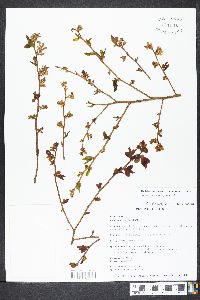 Vaccinium elliottii image