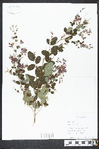 Lespedeza bicolor image