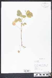 Oxalis grandis image