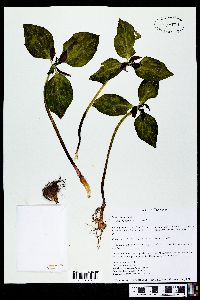 Trillium recurvatum image