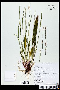 Carex plantaginea image