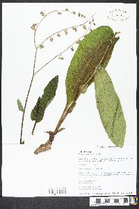 Cynoglossum virginianum image