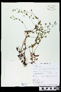 Phacelia purshii image