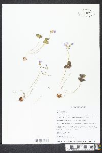 Oxalis violacea image