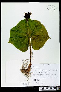 Trillium erectum image