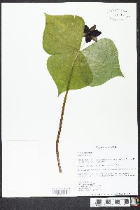 Trillium erectum image