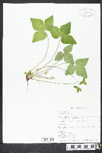 Hepatica nobilis image