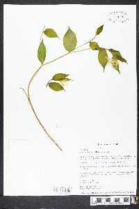 Prosartes maculata image