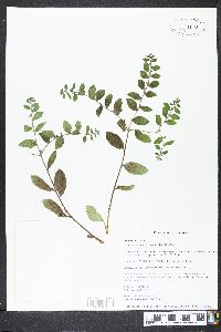 Lithospermum tuberosum image