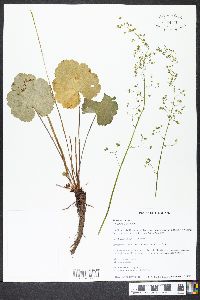 Heuchera americana image