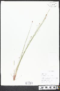 Eleocharis ovata image