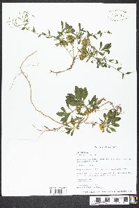 Draba ramosissima image