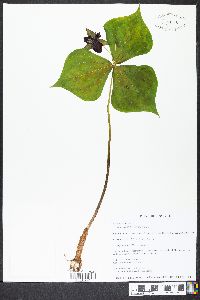 Trillium erectum image