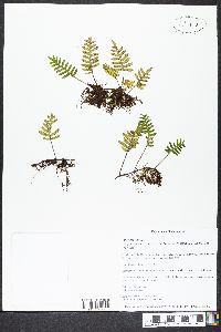 Pleopeltis polypodioides image