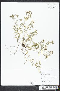 Bouvardia longiflora image