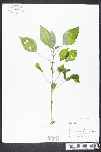 Pilea pumila image