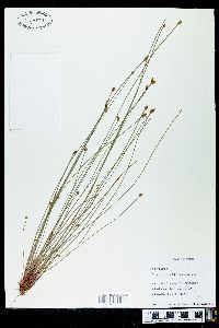 Eleocharis ovata image