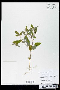 Croton monanthogynus image
