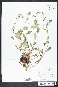 Phacelia purshii image