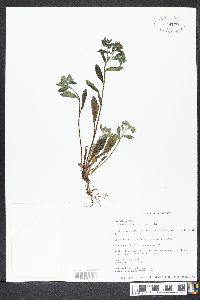 Lithospermum tuberosum image