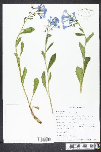 Mertensia virginica image