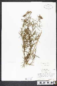 Pycnanthemum flexuosum image