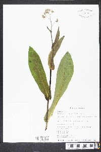 Andersonglossum virginianum image