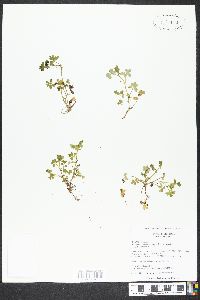 Nemophila aphylla image